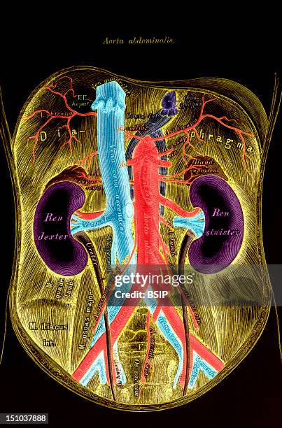 The Kidney Belongs To The Urinary System. It Is The Organ That Produces The Urine. It Has The Shape Of A Bean And Is Around 12 Cm Long. It Is...