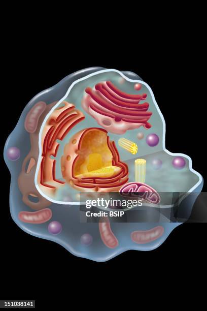 Protoplasm Protoplasm Drawing Photos and Premium High Res Pictures - Getty Images
