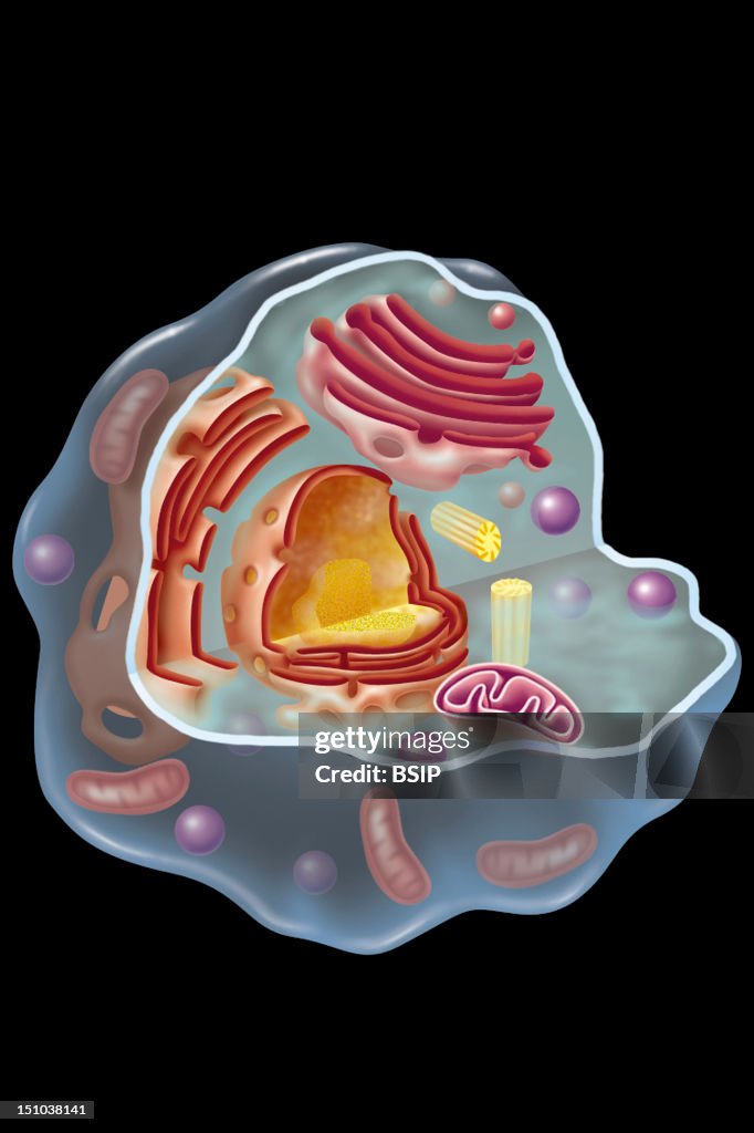 Cell, Drawing