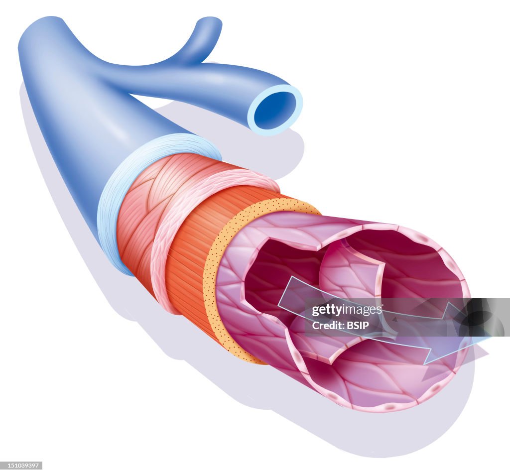 Vein, Illustration