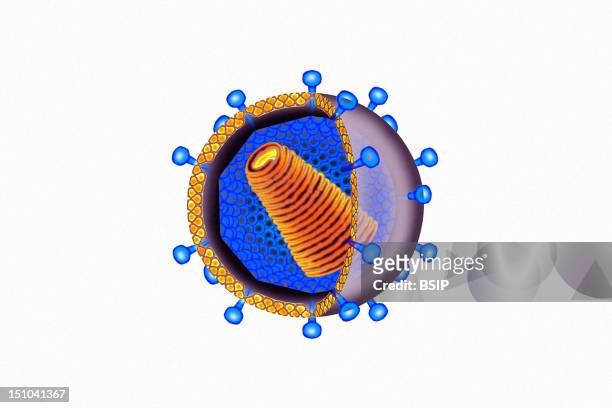 Protein And Glycoprotein Envelope With Spicules In Blue. Interior: Rna Core In Orange Is Surrounded By A Protective Sheath,Called A Capsid In Blue.