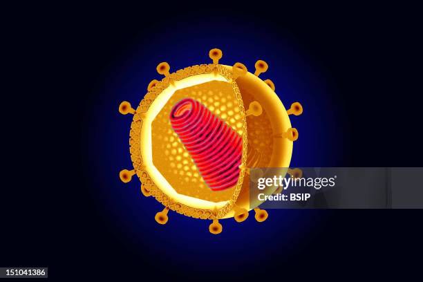 Protein And Glycoprotein Envelope With Spicules In Orange. Interior: Rna Core In Red Is Surrounded By A Protective Sheath, Called A Capsid In Yellow.