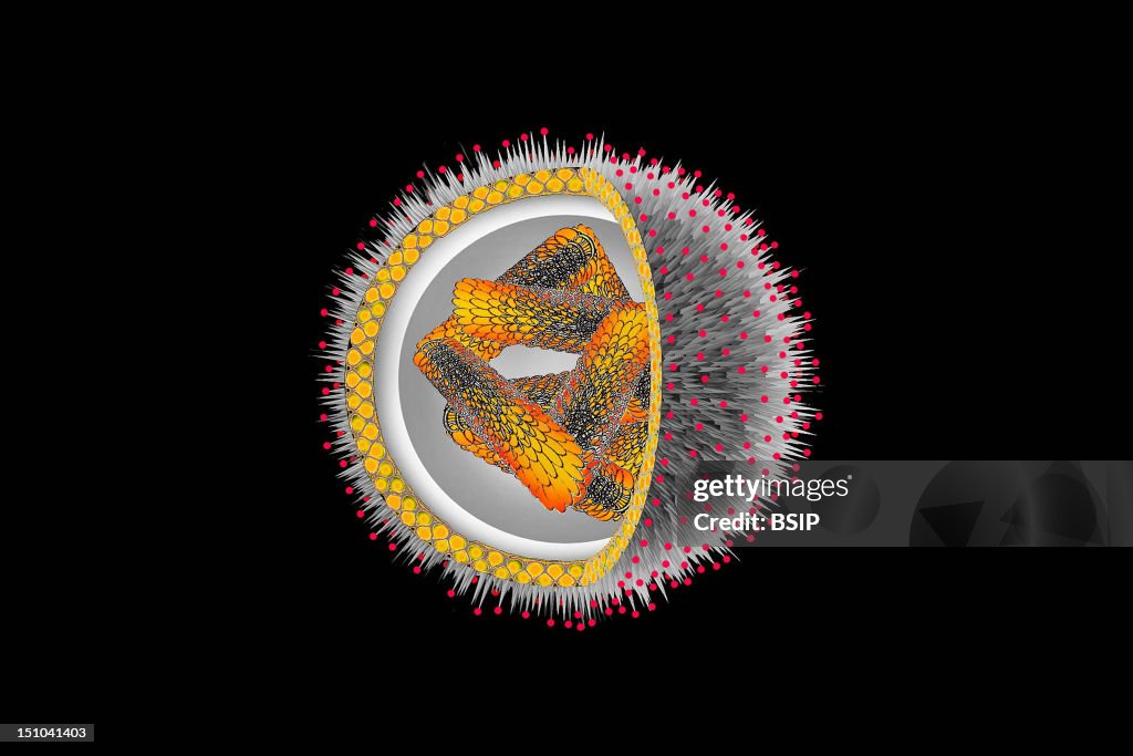 Influenza Virus