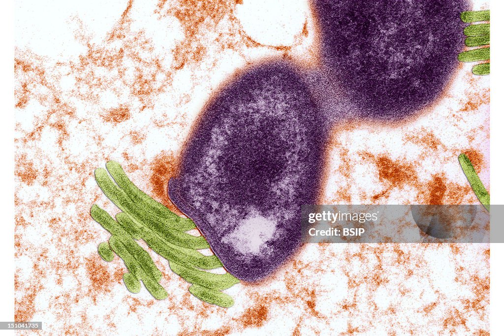 Helicobacter Heilmannii