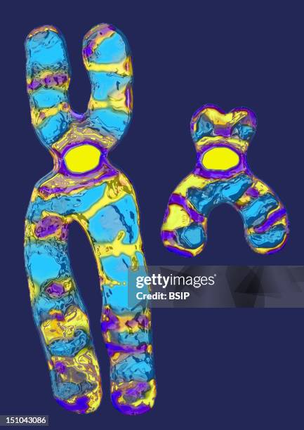 Pair Of Human Sex Chromosomes. The 23Rd Pair Of Chromosomes Determines The Sex Of An Individual Here, Xx Female. The Chromosomes Carry Genes, Which...