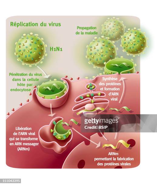 Replication Of H1N1 Virus. Representation Of The Penetration And Replication Of The H1N1 Virus Thanks To A Host Cell. The Viruses In Green Fix To The...