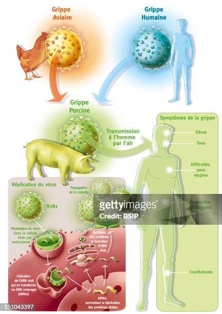Influenza A Swine. Representation Of The Presumed Origin Of Swine Influenza Or Influenza A. This New Virus Would Be Issue Of Various Viruses Avian...