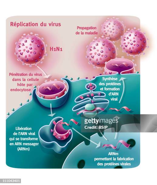 Replication Of H1N1 Virus. Representation Of The Penetration And Replication Of The H1N1 Virus Thanks To A Host Cell. The Viruses In Pink Fix To The...