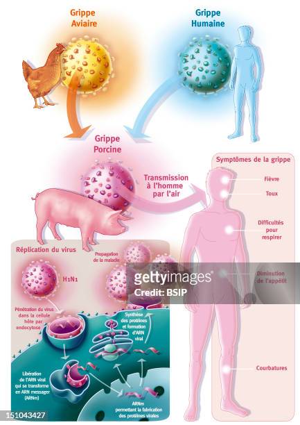 Influenza A Swine. Representation Of The Presumed Origin Of Swine Influenza Or Influenza A. This New Virus Would Be Issue Of Various Viruses Avian...
