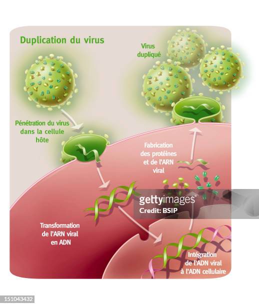 Replication Of A Retroviral Virus. Representation Of The Penetration And Replication Of A Retrovirus As The One Of Aids In A Host Cell. The Virus...