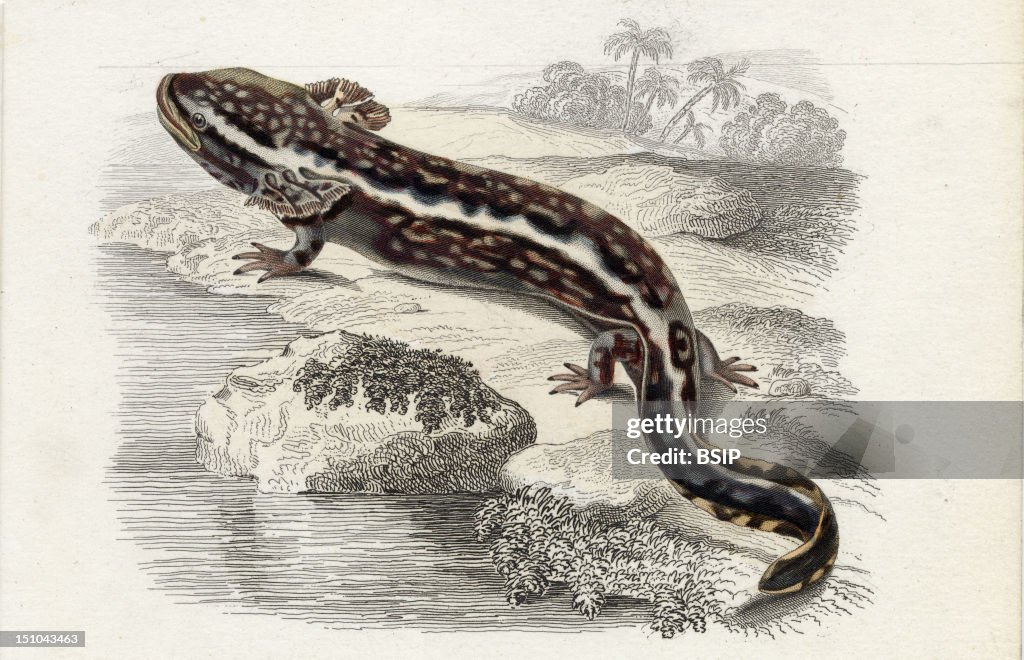 Mudpuppy