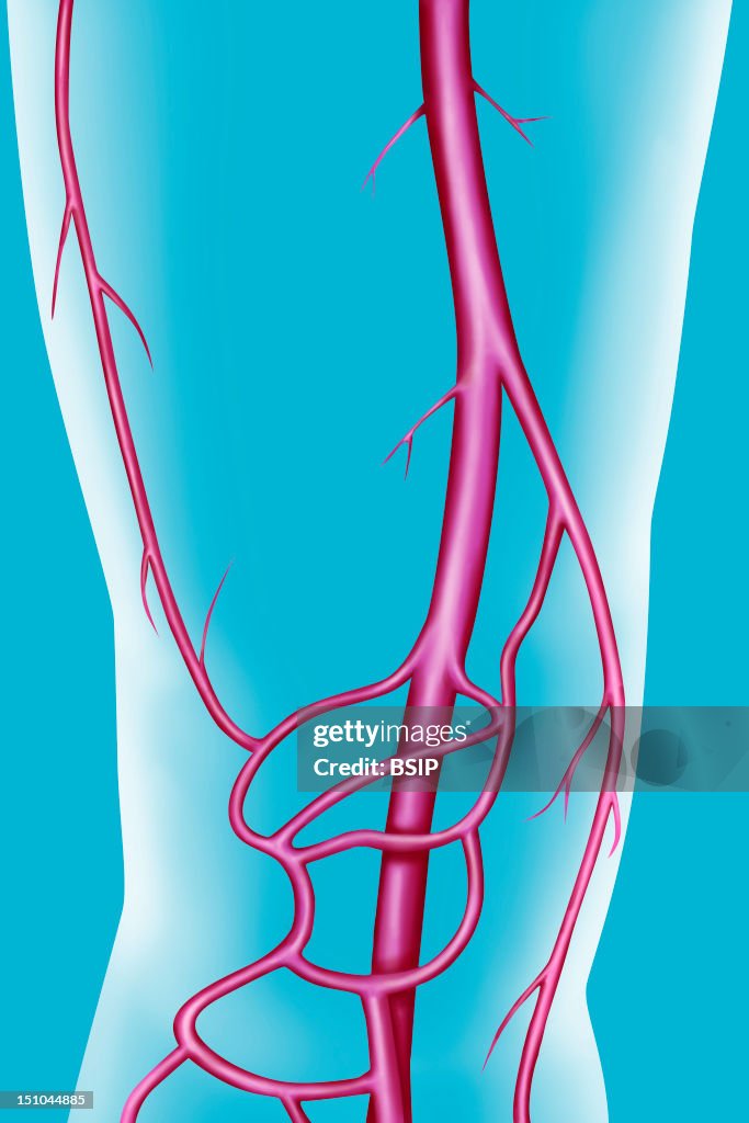 Lower Limb, Blood Circulation