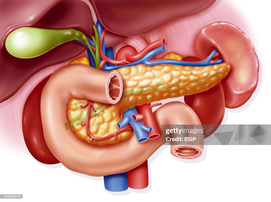 Digestive System, Illustration