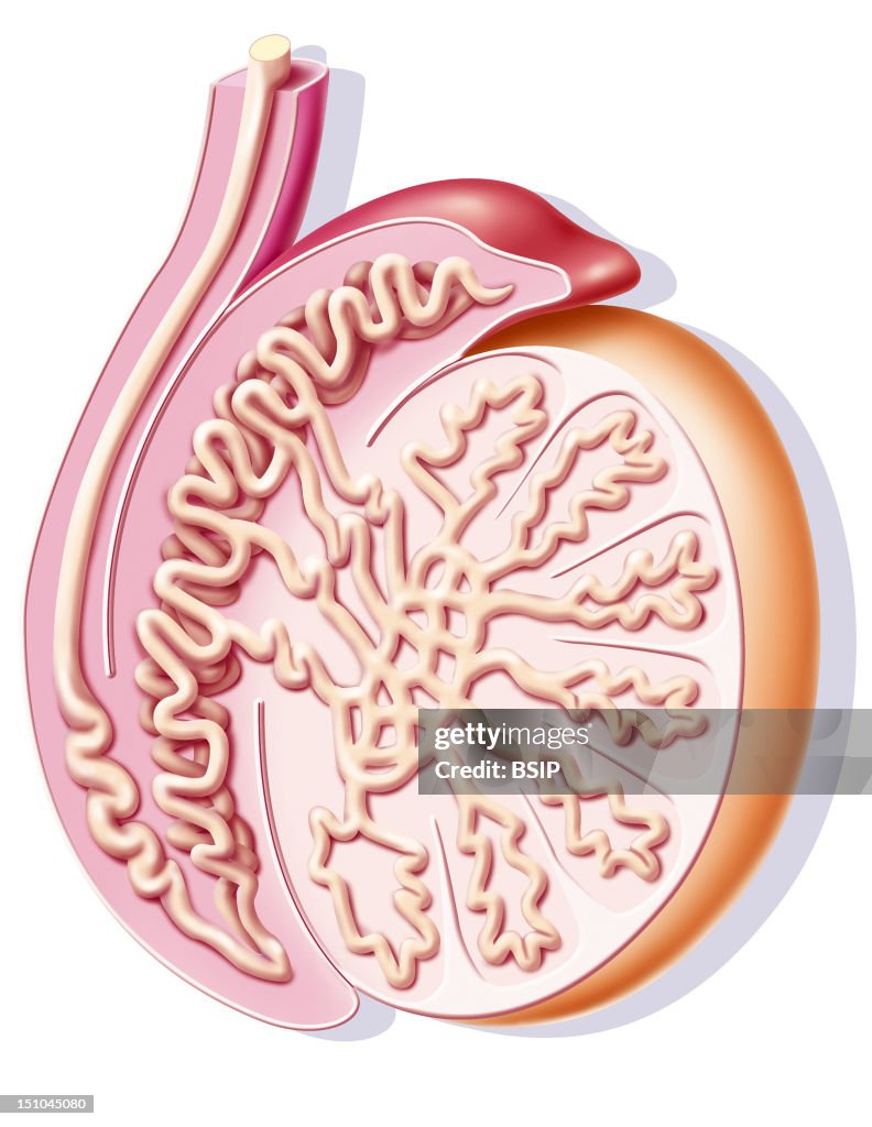 Testicle, Drawing