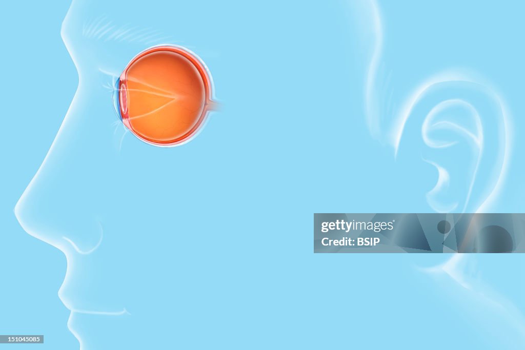 Eye, Drawing