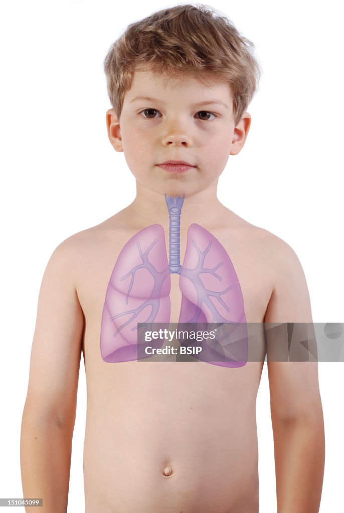 Respiratory Tract, Drawing
