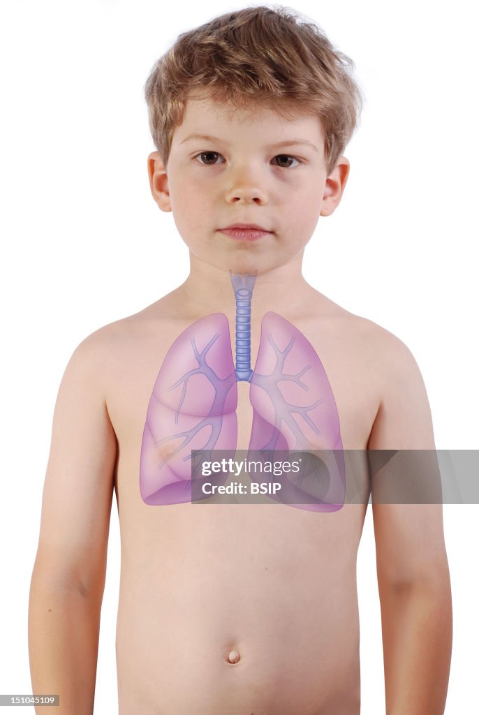 Respiratory Tract, Drawing