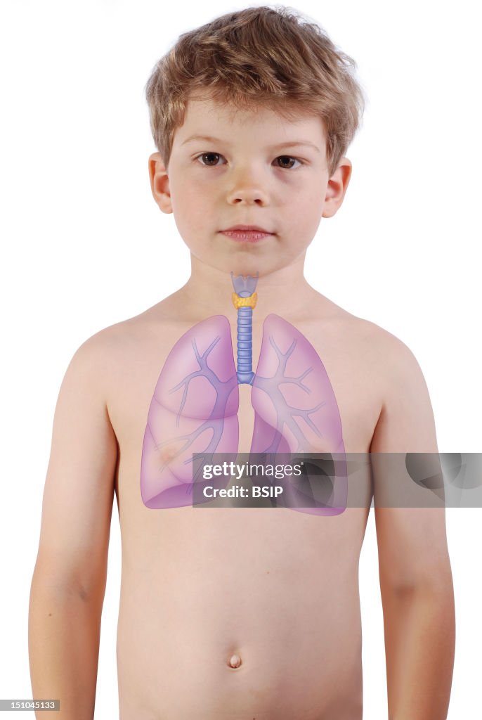 Respiratory Tract, Drawing