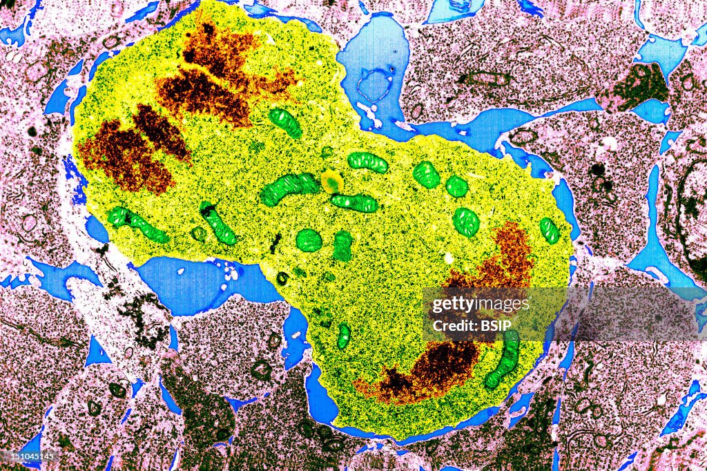 Mitosis Anaphase