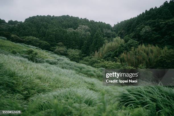 lush green meadow on the hill - lush stock pictures, royalty-free photos & images