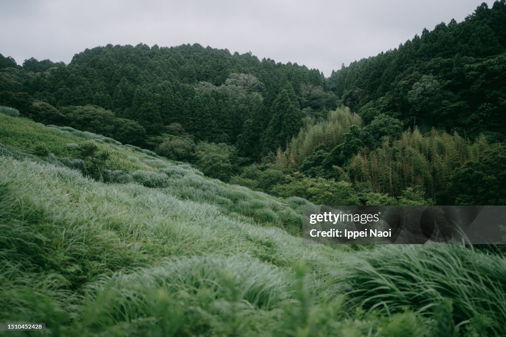 Lush green meadow on the hill