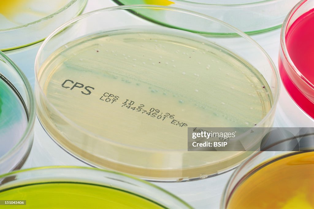 Streptococcus D