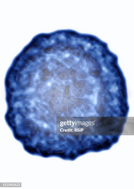 Hbv Hepatitis B Virus Dna Double Stranded Virus In A Capside. 10% Of People Infected With The Hepatitis B Virus Become "Carriers". Their Blood...