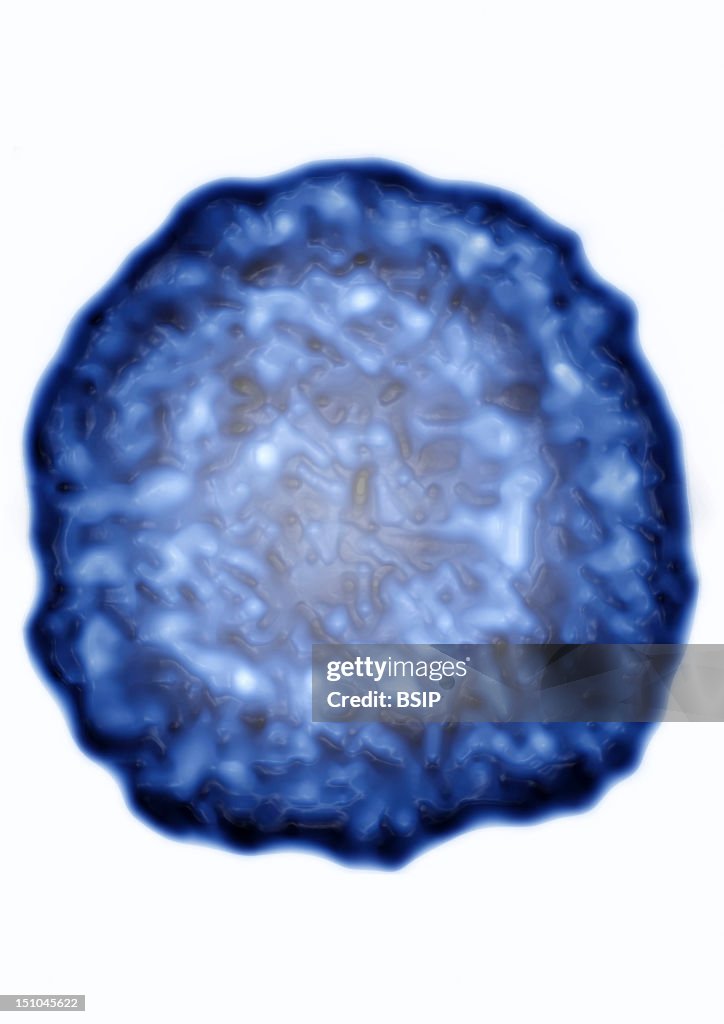 Hepatitis B Virus