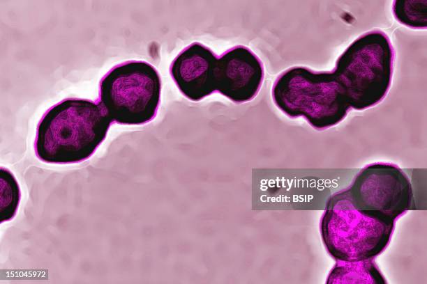 Spheroidal Bacteria Which Group Characteristically In Chains Resembling A String Of Pearls. Streptococcus Contains A Variety Of Species, Some Of...