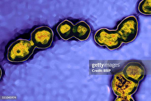 Spheroidal Bacteria Which Group Characteristically In Chains Resembling A String Of Pearls. Streptococcus Contains A Variety Of Species, Some Of...