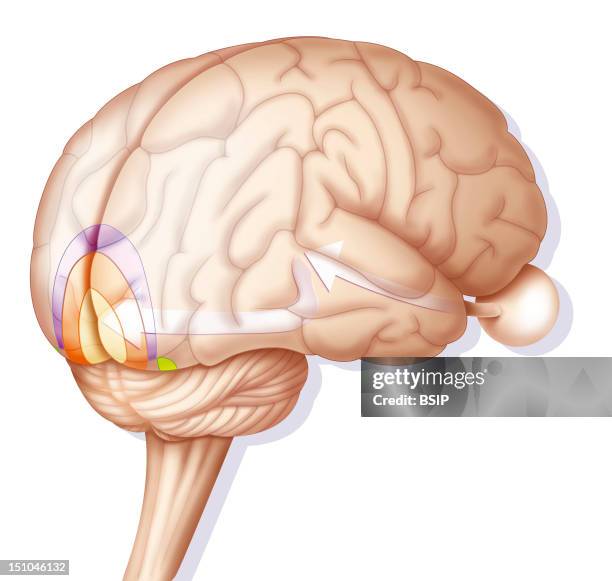 Visual Cortex Cartoon Images 75 Visual Cortex Stock Photos, High-Res Pictures, and Images - Getty Images