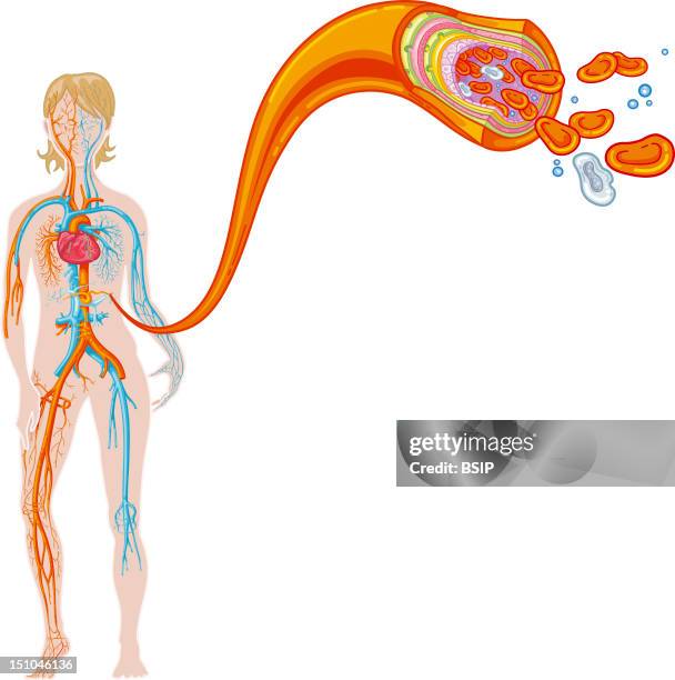 Blood Circulation Illustration. News Photo - Getty Images Blood Circulation Illustration. News Photo - Getty Images