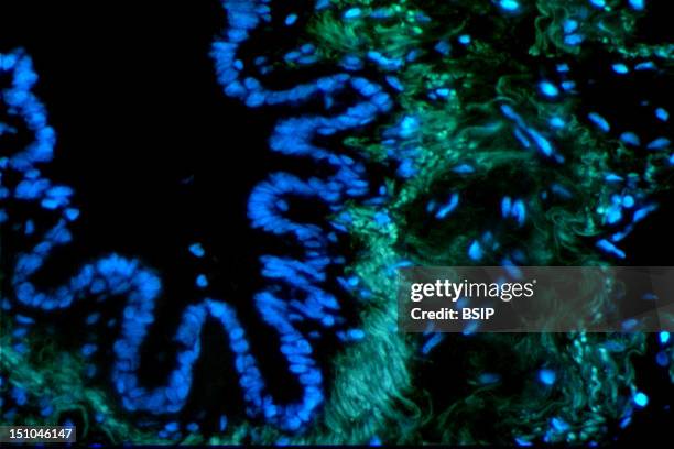 Histological Section Of A Human Adult Brochiolsstaining With Dapi For Nuclear Dna, In Blue. Magnification: 150X.