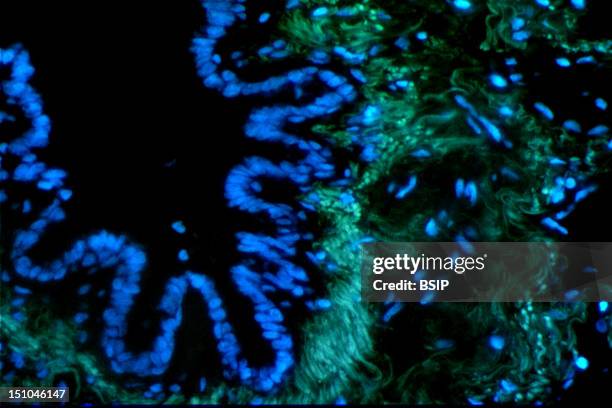 Dapi Dna Binding 23 Dapi Stock Photos, High-Res Pictures, and Images - Getty Images