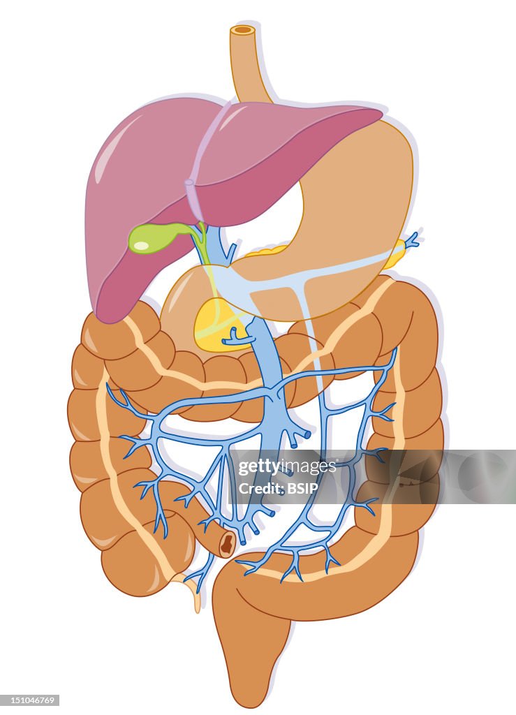 Digestive System, Illustration