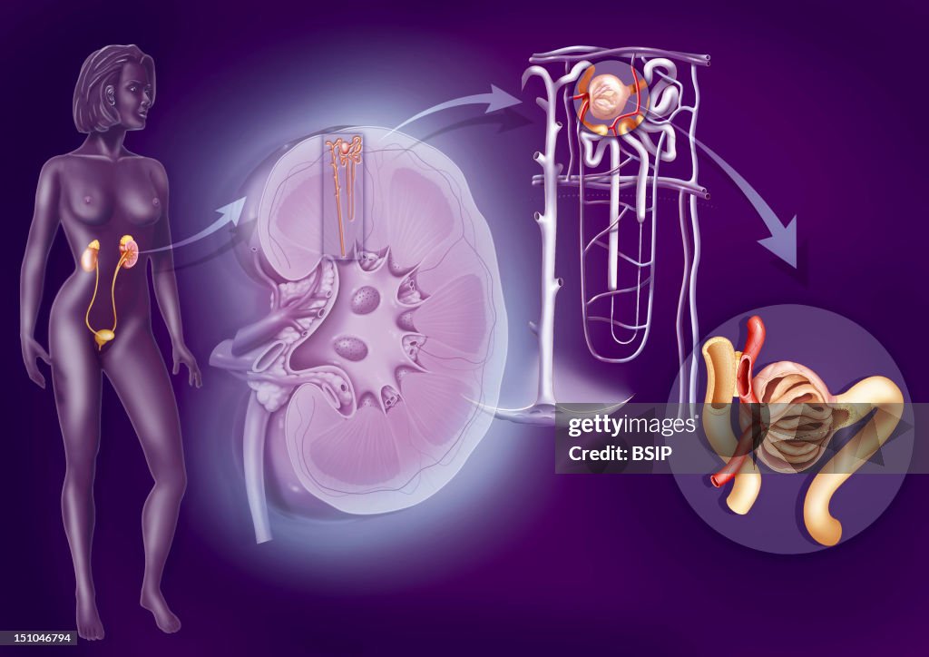 Kidney, Nephron, Drawing