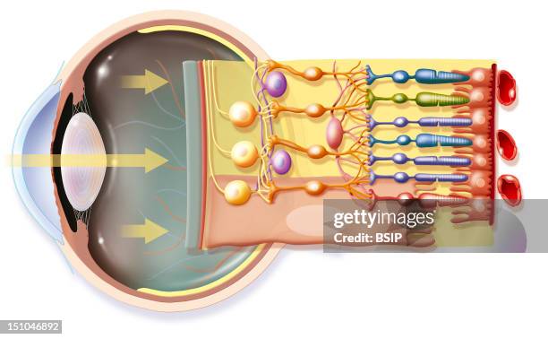 The Eye And The Retina. Focus On The Stucture Of The Retina, From The Left To The Right : Vitreous Body In Grey, Internal Limiting Membrane In Red,...