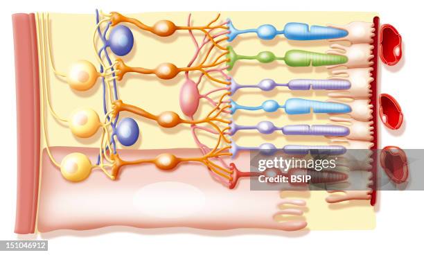 The Retina. Focus On The Stucture Of The Retina, From The Left To The Right : Vitreous Body, Internal Limiting Membrane In Brown, Ganglion Cells Of...