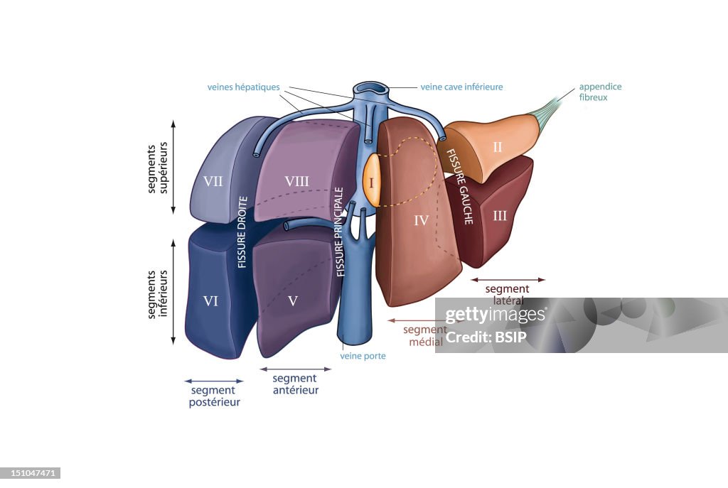 Liver, Drawing