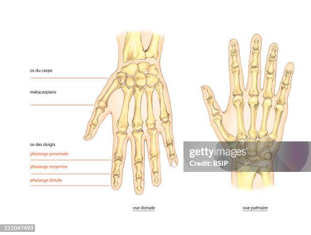 Skeleton, Hand