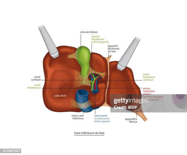 Liver, Drawing