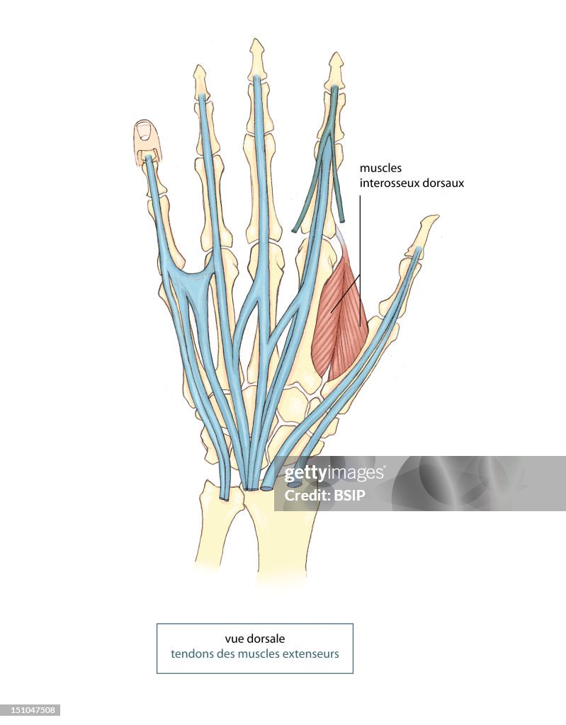 Hand, Illustration