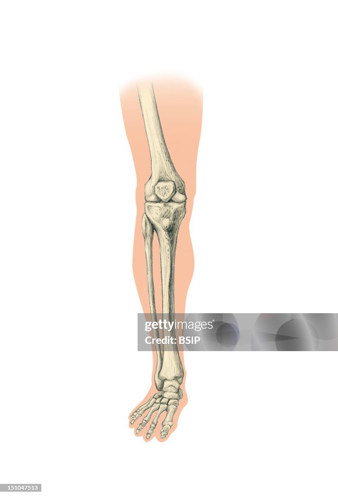 Leg, Drawing