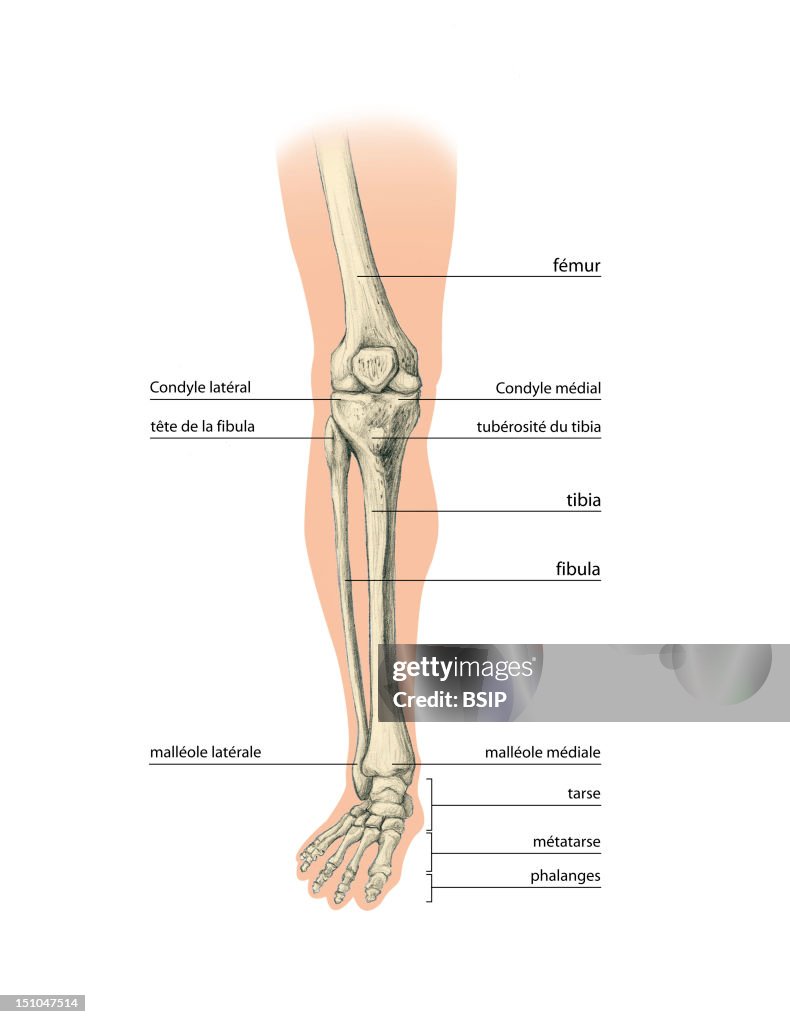 Leg, Drawing