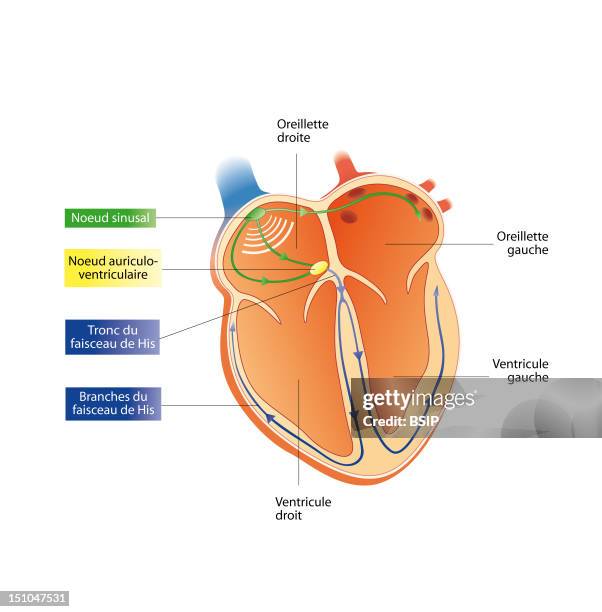 Hart Node 9,449 Human Heart Anatomy Stock Photos, High-Res Pictures, and Images ...