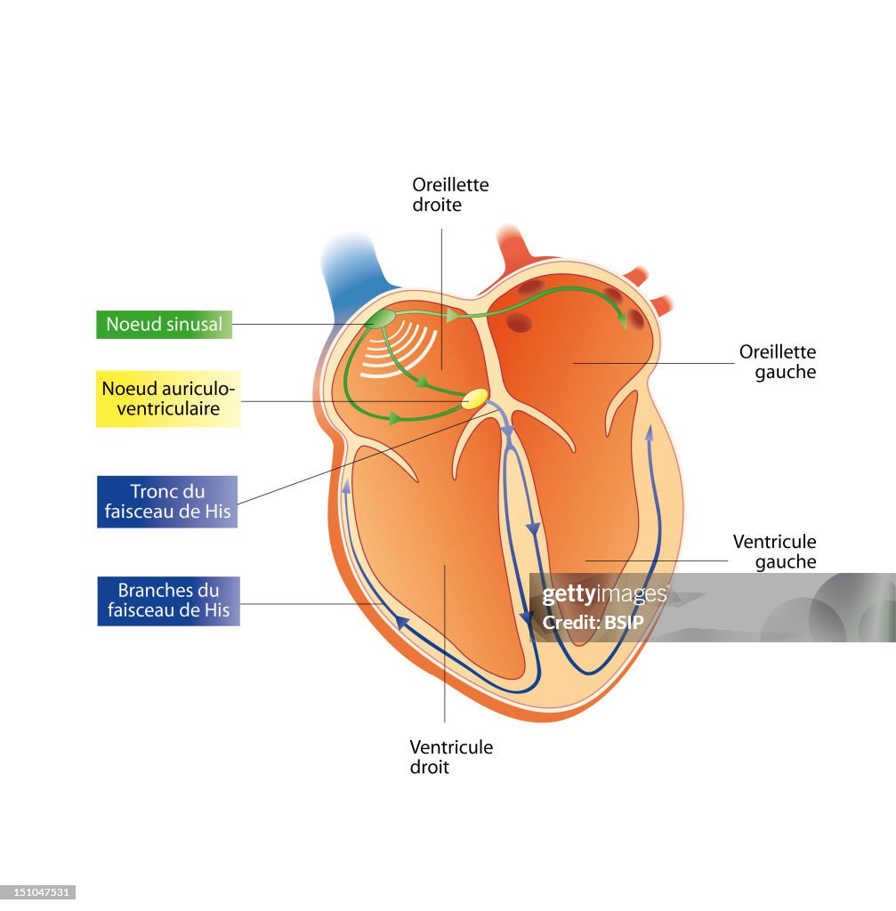 Heart Rate, Illustration