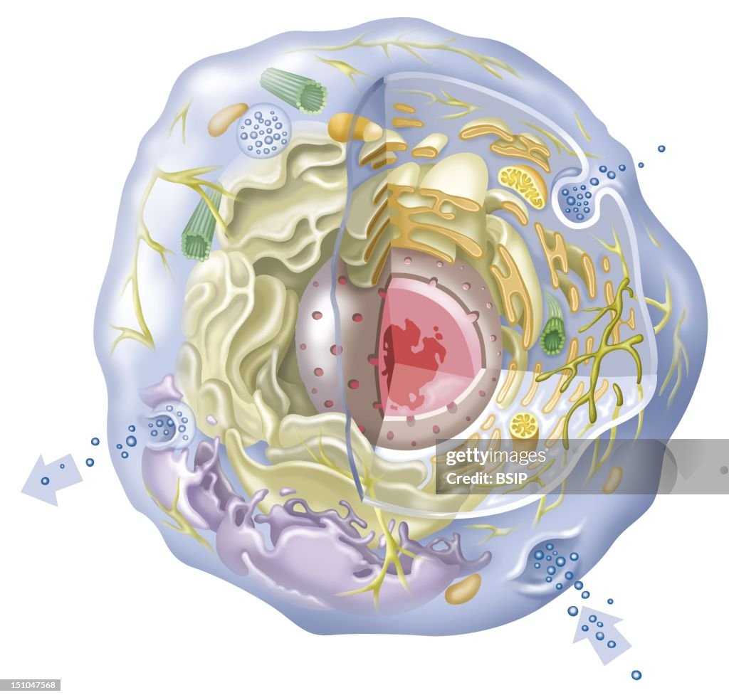 Cell, Drawing