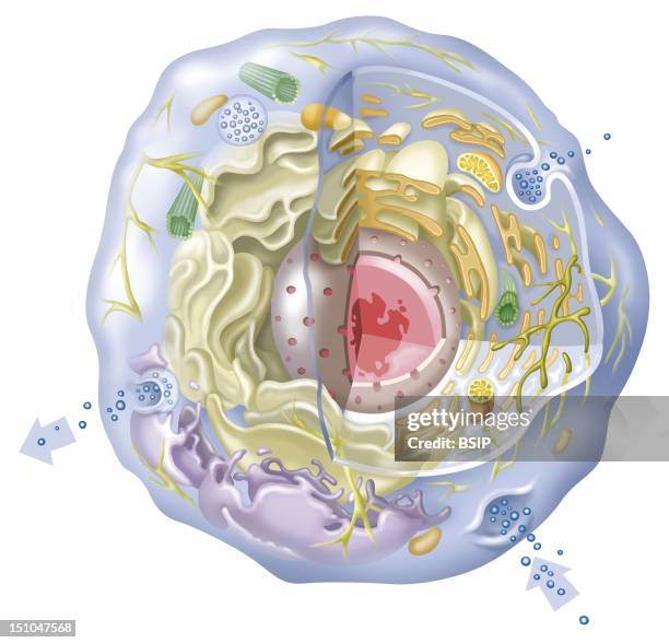 The Cell Has A Nucleus In Its Center, That Contains Chromatine Constitued Of Dna, And Nucleole, Composed Of Rna And Proteins. Around The Nucleus, We...