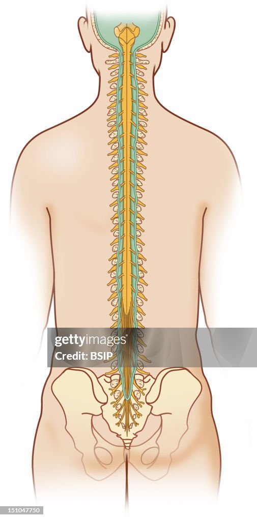 Spinal Drawing Color Spinal Cord, Drawing News Photo - Getty Images