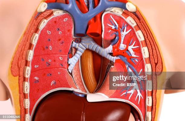 Model Of The Intern Anatomy Of The Chest Of An Asexual Adult Human Body, Face On. The Heart Withdrawal Makes Visible The Right And Left Main Lung...